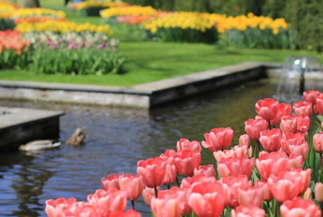 Parque Keukenhof - Holanda