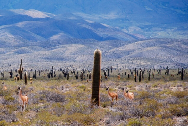 Cachi - Argentina