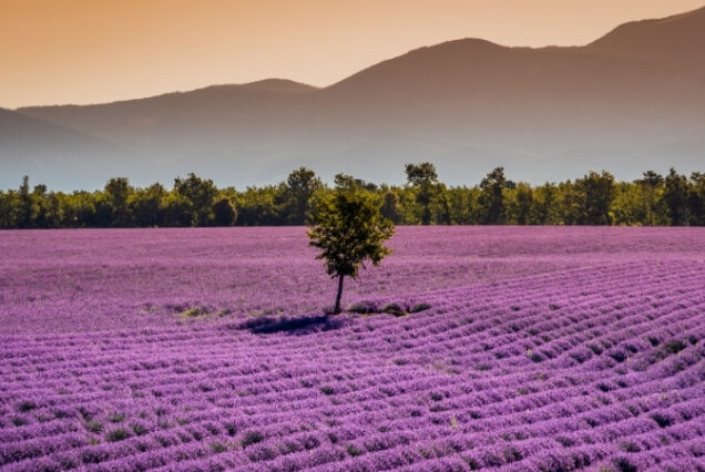 Valensole - França