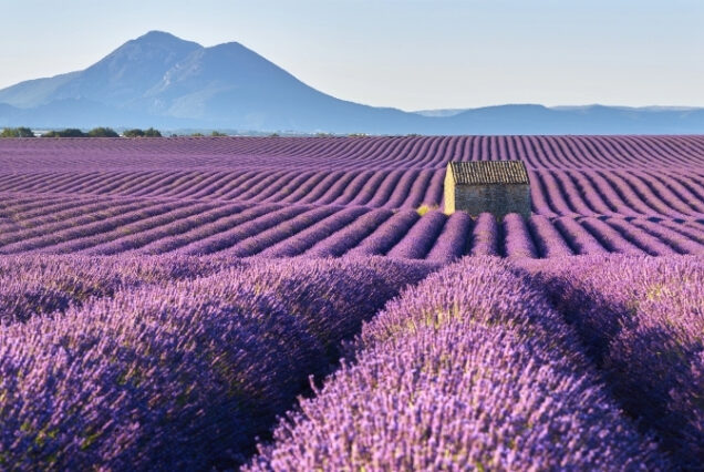 Valensole - França