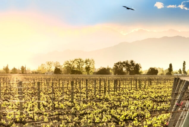 Mendoza - Argentina