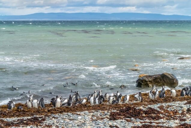 Punta Arenas - Chile